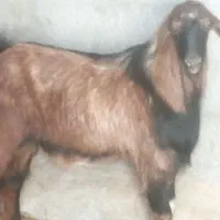 کل بز تخمی|حیوانات مزرعه|شاهرود, |دیوار