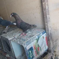 کبوتر|پرنده|کازرون, |دیوار