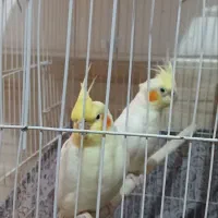 عروس هلندی