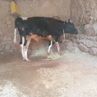 گوساله نر هلشتاین