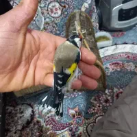 سهره درشت کردستان|پرنده|باوی, |دیوار