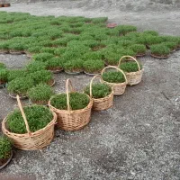 سبزی عید عمده فروشی|گل و گیاه طبیعی|پاکدشت, پارچین|دیوار