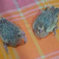 جوجه عروس هلندی
