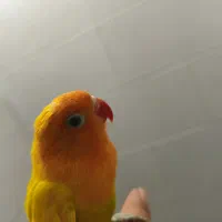 کوتوله برزیلی