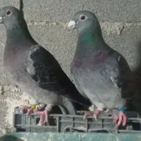 کبوتر پلاکی اصل اصیل یه نر یه ماده هست چاق هستن