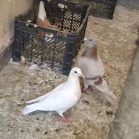 پلاکی جوجه سه عدد مسافتی