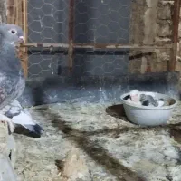 کبوتر اصل بلژیکی