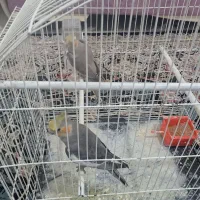 عروس هلندی در شهر قدس