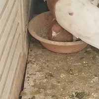 کبوتر کله ای