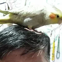 عروس هلندی نر 4 ماهه معاوضه و فروش|پرنده|تهران, مینابی|دیوار