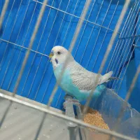 مرغ عشق مولد و دستی|پرنده|ایلام, |دیوار