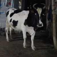 فروش فوری گاو دورگ صحرایی ۵ ماه شکم ده کیلو شیری