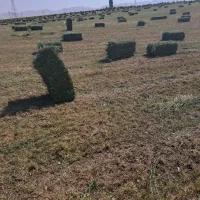 یونجه