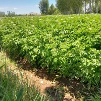 بذر سیب زمینی جلی تخم مرغی اضافه مانده