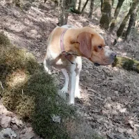 فروش توله سگ انگلیس یک ساله نر قیمت هشت میلیون|سگ|گلی داغ, |دیوار