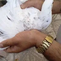 جوجه سرونج نر|پرنده|نیشابور, راه آهن|دیوار
