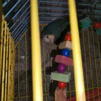 طوطی برزیلی مولد|پرنده|آبادان, |دیوار