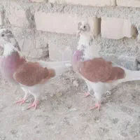 کبوتر پرشی