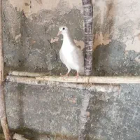 مفلق