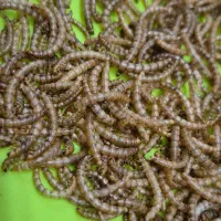 میلورم و سوپر ورم زنده و خشک