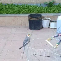 عروس هلندی گم شده مژدگانی 600