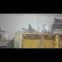 کبوتر پرشی|پرنده|زاویه, |دیوار