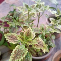 گل های طبیعی|گل و گیاه طبیعی|نورآباد, |دیوار