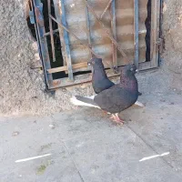 کبوتر|پرنده|سبزوار, جهاد کشاورزی|دیوار