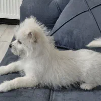 سگ پامر سفید|سگ|پردیس, فاز ۸|دیوار