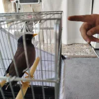 مینا سخنگو هشت کلمه حرف میزنه بدون قفس