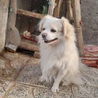 سگ پاکوتاه نرقیمت ۲۵۰۰|سگ|ابهر, |دیوار