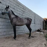 اسب سواری دار|اسب و تجهیزات اسبسواری|مبارکه, |دیوار