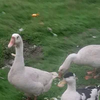 قوغازاصل لینداویک جفت اردک