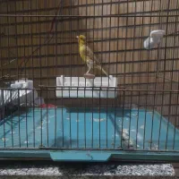 قناری نر سبز کشیده (دورگه سبز علیخانی)|پرنده|تهران, زرگنده|دیوار