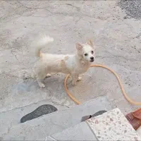 فروش فوری