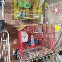 عروس هلندی تک و جفت و مولد موجود است|پرنده|بومهن, |دیوار