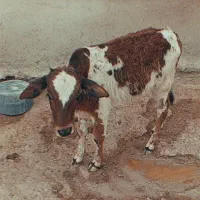 یک گاو ماده و یک گوساله نر قیمت توافقی