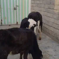 گوساله ماده|حیوانات مزرعه|بیرانوند, |دیوار