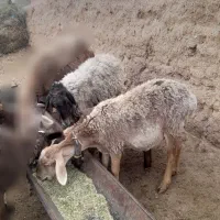 کاوور دودندان با میش جوان شکم سه