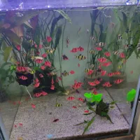 ماهی و آکواریوم|ماهی|ارومیه, |دیوار