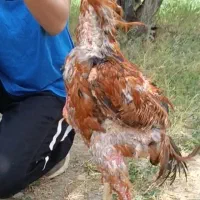 خروس لاری اصیل