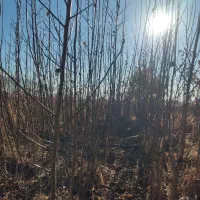 نهال گردو|خدمات باغبانی و درختکاری|مریوان, |دیوار