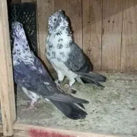 2جفت کفتر پرشی نروماده آس