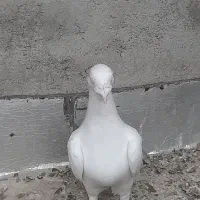 جفت کفتر زاجر معاوضه با پرشی