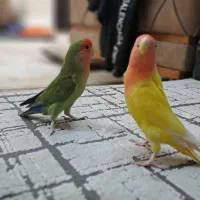 طوطی برزیلی|پرنده|الوند, |دیوار