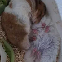 همستر اهلی جفت