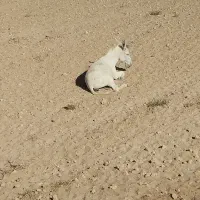 الاغ گله ای