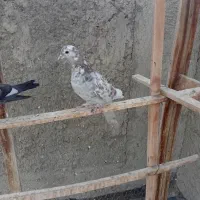 شکار|پرنده|اصفهان, ستار|دیوار