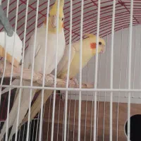 عروس هلندی مولد لوتینو