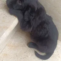 واگذاری توله سگ